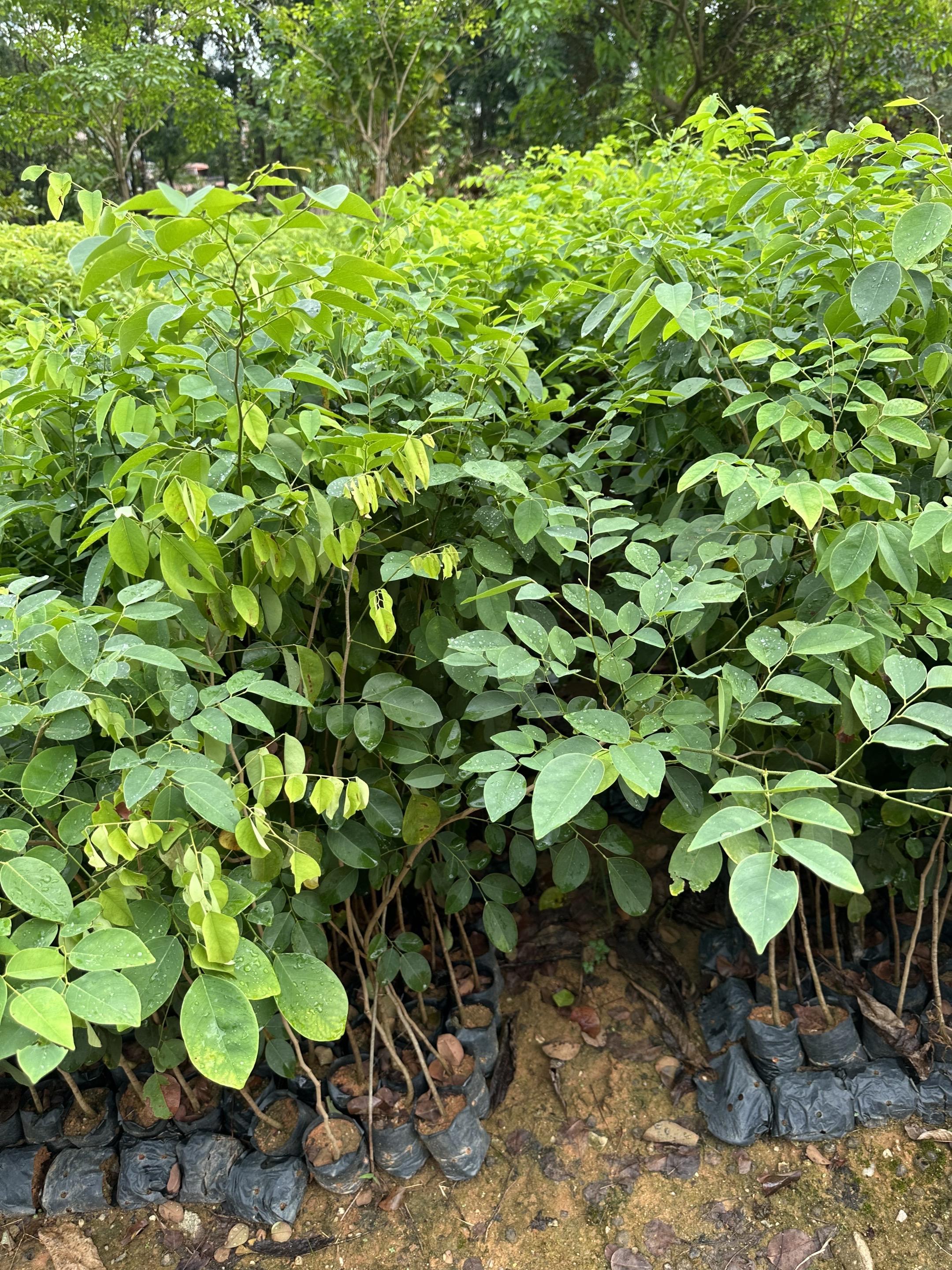 大红酸枝种苗#新农人计划 #生态农业 #园艺绿植 #花卉绿植