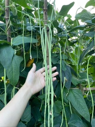 豆撅子和番茄 #纯天然绿色食品 #绿色蔬菜 #来过来尝尝这个