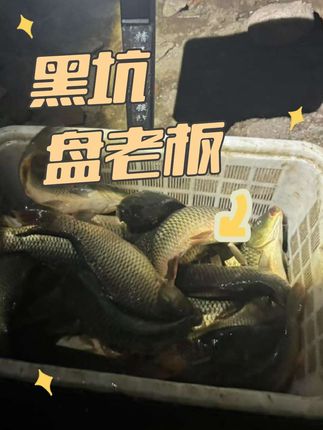 麒麟款三合一,黑坑鲫鱼盘老板,偷驴野钓爆护添加剂#黑坑鲫鱼#鱼饵料添加剂#黑坑盘老板 #钓鲫鱼#钓鱼人就是这么疯狂#南洋水麒麟