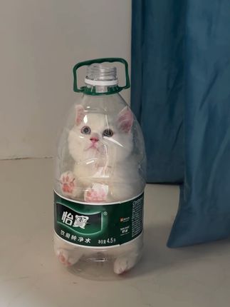 果冻是只可爱猫