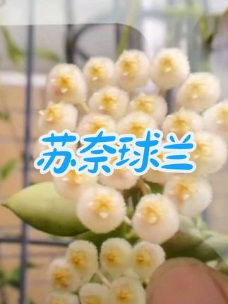 #爱生活爱养花 #苏奈球兰 #绿植花卉 #球兰 #垂吊植物