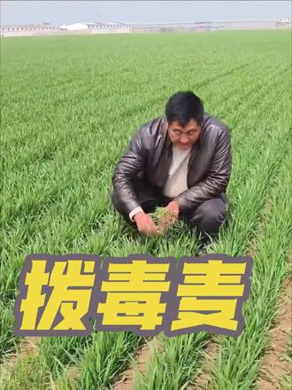 我们这叫麦草,你们那叫什么?地里发现毒麦了,抓紧拨除 #农村生活#田间地头走一走 #真实户外 #三农 @巨量引擎小助手 @DOU+小助手