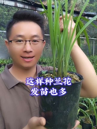 这个种的兰花也容易发苗,想而且苗子也壮实,光照给够点,苗子发多不在难 #兰花种植 #兰花 #新农人计划2025