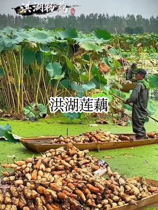 每年入秋以后我就会买这个洪湖的粉藕来煲汤吃莲藕的季节 多做排骨莲藕汤 粉糯鲜香 全家大小都爱喝 #妈呀太香了 #好吃到停不下来 #莲藕 #洪湖莲藕排骨汤 #莲藕排骨汤