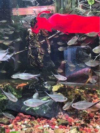 鱼缸造景新宠 黑神话悟空摆件!#鱼缸用品 #鱼缸造景 #水族好物推荐