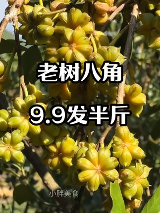 #八角 #农产品 #新鲜采摘 #土特产 #特产
