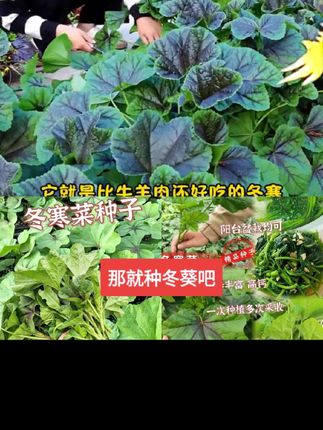 家里有老人小孩的在家种点这个糯米冬寒菜吧 #冬寒菜种子