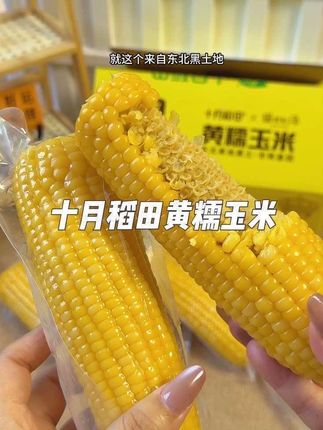 十月稻田黄糯玉米,一口沦陷的东北香甜 东北黑土地长出来的黄糯玉米就是不一样!一年就熟一季,颗粒饱满得快撑破外衣,蒸十几分钟就满屋飘香。入口软糯还能拉丝,带着自然的清甜,连玉米芯都透着香味 。 真空锁鲜包装特方便,常温就能存,早上当早餐、健身后当加餐都合适,低脂又抗饿。 #十月稻田黄糯玉米 #东北黑土地玉米 #轻食好物推荐 #软糯香甜玉米