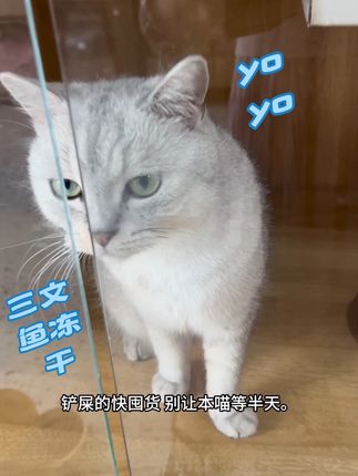 喵~ 主人我打听过了 大家都说好吃!!!#吃货猫 #猫零食 #养猫新手 #宠物吃货