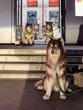 钱袋爱吃肉❤️