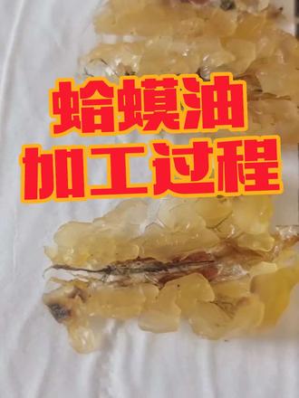 林蛙油加工过程展示,一学就会