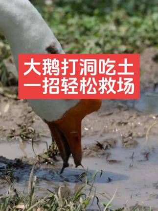 大鹅打洞吃土,一招轻松救场#抖音三农#养鹅#养殖