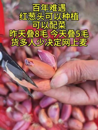 #红葱头 #可以种植可以配菜 小香葱 #红葱头油 #红葱头淋鸡 #优质农产品