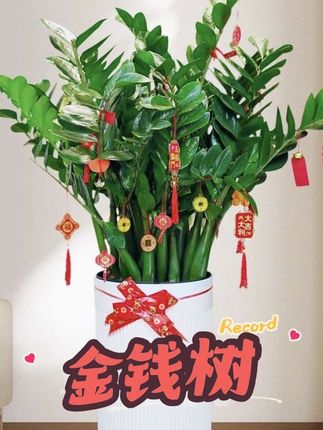 #创作者中心 #创作灵感 专属-3A级含盆1.1-1.3米大型绿植金钱树盆栽室内客厅绿植耐旱植物#金钱树 #绿植盆栽 #室内绿植