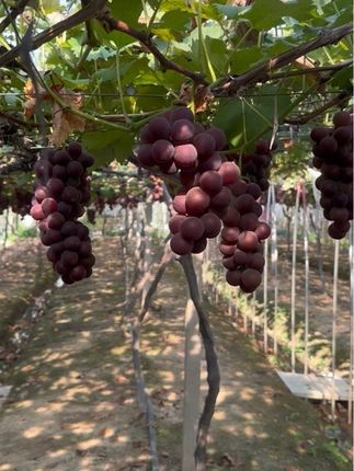 什么,现在还有好吃的巨峰葡萄🍇!#优质农产品 #应季水果 #葡萄 #葡萄种植 #巨峰葡萄