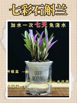 【带红芽】七彩香水石斛兰 精品澳洲石斛 浓香型 水培盆栽#兰花种植 #养花小知识 #家庭养花 #家庭园艺 #绿植盆栽
