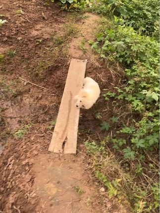 狗狗第一次过独木桥吓尿了,第二次……#原创视频 #萌宠