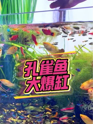 想让你家孔雀鱼也爆缸嘛?快试试这个幻彩孔雀鱼粮#鱼缸里的大自然 #观赏鱼世界 #造景鱼缸 #孔雀鱼 #孔雀鱼宝宝