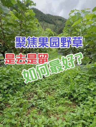 果园的草是个宝 #无花果苗 #格莱斯无花果 #有机无花果#花果无缺 ,果园的草,我们当宝,四年了,没有使用过任何一滴除草剂,都是人工打草。