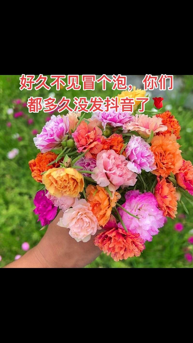这是一年的成果,好久不见冒个泡,你们都多久没发抖音了🌹#今日分享 #花卉基地 #养花人 @抖音小助手