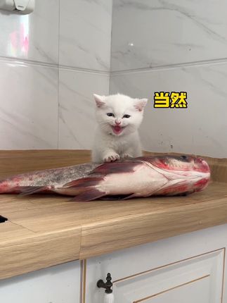果冻是只可爱猫