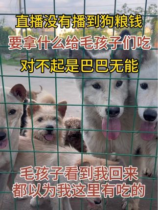 狗狗的幸福其实很简单#狗狗 #流浪狗不再流浪 #狗狗是宠物更是家人