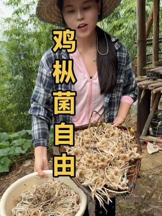 雨后的山里遍地都是宝,二妹和鑫哥随便捡一会儿就捡到这么多的鸡枞花,太多了太多了,鑫哥直呼根本捡不完#大山里的生活 #大自然的馈赠 #野生菌