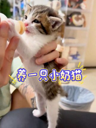 家有小奶猫,选好猫粮很重要。#猫咪 #小猫咪能有什么坏心眼 #幼猫成长记 #幼猫 #猫粮