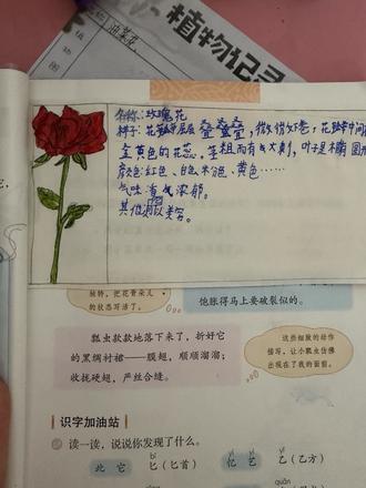 #小学语文课本 三年级的植物记录卡,你们准备好了吗?
