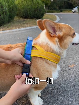 这个马鞍胸背不仅颜值高 舒适好穿又实用!根据体重拍 赶紧安排上吧!#柯基 #萌宠 #狗狗 #萌宠出道计划 #科学养宠攻略