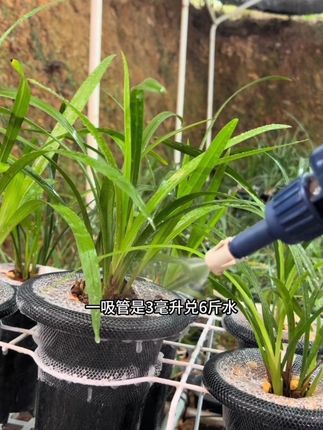 #兰花分苗 #养花小知识 #种植小技巧