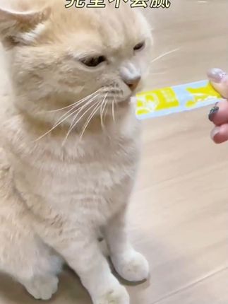 三种口味整整一百根猫条,我家猫咪也实现猫条自由啦! #比亿奇 #比亿奇猫条 #猫条桶 #萌宠好物 #新手养猫