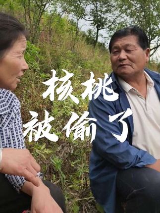 今天打核桃,突然想起小时候,我和姐姐偷拿家里核桃的事情了,往事历历在目#甘肃春霞 #三农 #云品甘味·成县短视频直播大赛