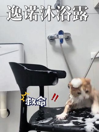在家每次不到一块钱就能洗出宠物店同款蓬松效果!还得是宠物专用沐浴露,现在的冲量做活动下单还赠稀释瓶#逸诺宠物沐浴露 #宠物浴液 #宠物沐浴露 #毛孩子日常 #猫咪洗澡乖乖的