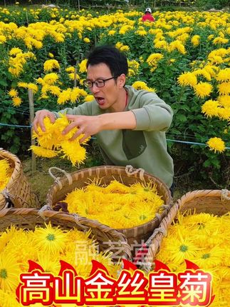 一朵就能泡满满一大杯的#金丝皇菊,比普通白菊胎菊更好喝,朵朵圆润饱满,馥郁清香,泡水喝清甜可口,快来尝尝#优质农产品