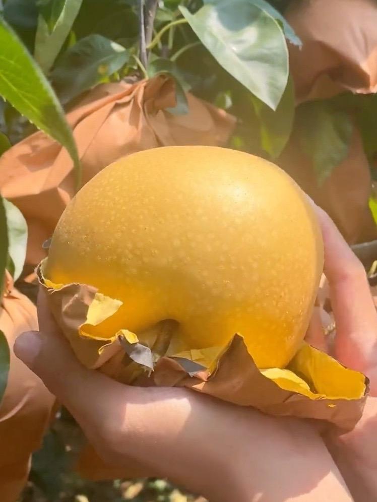 入秋了公主请吃梨!莱阳秋月梨纯甜不酸,果肉细腻无渣,汁水充足,真的很好吃一定要试试#梨 #秋月梨#脆甜多汁 #菜阳梨#优质农产品