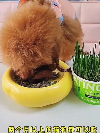 这款猫草已经给我家狗狗种好多次了,2个月以上的猫狗都可以吃哦#萌宠好物 #狗狗吃草 #排毛