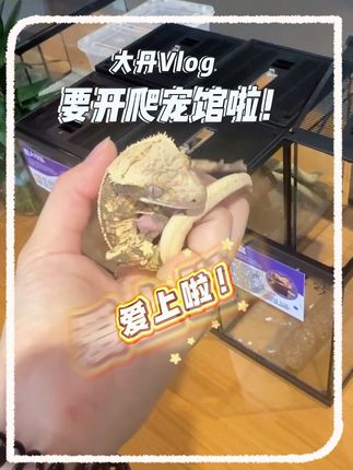 开启副线新任务,欢迎大家来玩儿! #vlog日常 #在拍一种很新的vlog #爬宠 @Nick涨点薪吧