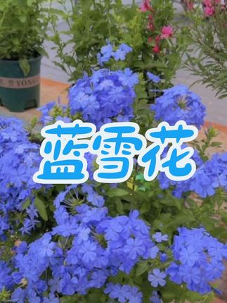 #家庭养花 #蓝雪花盆栽 #花卉绿植 #爱生活爱养花 #花卉植物