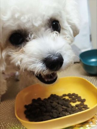我家小狗一看到佩妮全价犬粮,眼睛都亮了✨,吃起来那叫一个香!看来是挑食终结者没错了~ #养狗经验分享 #萌宠好物#佩妮#狗粮