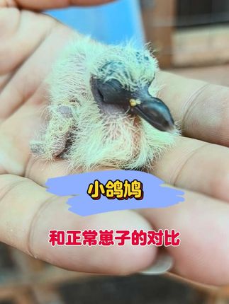 #小鸽鸠 #鸟宝宝 皮肤上也有些差距哟!#虎纹斑鸠 #铁背鸽