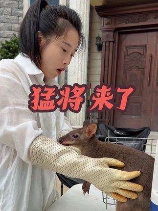 神兽家族又新增一员猛将 大家猜猜这是神马#动物的迷惑行为 #万物可爱计划 #瓜子二手车