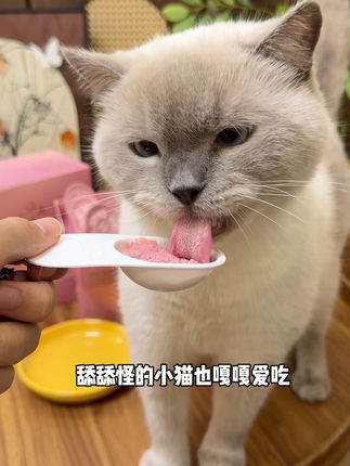 不会真有人不薅格吾安新品主食浆果勺!新品尝鲜买三送一!买一盒就送陶瓷盘#吃货猫 #养猫新手 #猫罐头 #格吾安
