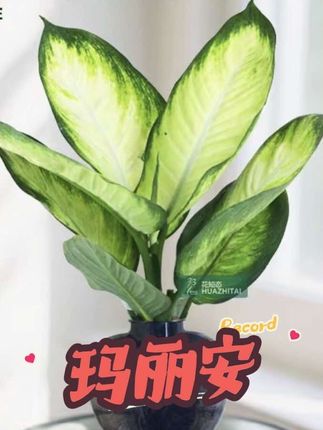 【玛丽安粉黛】万年青(约50~60CM)盆栽桌面好养水培花卉办公室绿植#玛丽安#室内盆栽#绿植#净化空气#好养的绿植