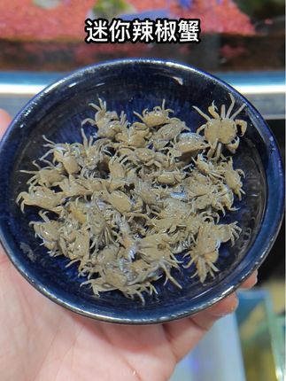 家人们!鱼缸长青苔、有残渣?赶紧入这只迷你辣椒蟹!小身板,深水耐活,专吃藻类和残渣,不啃水草不扰鱼虾,新手懒人都能养。颜值与实力双在线,鱼缸清洁工非它莫属!#迷你辣椒蟹#除藻小能手 #观赏蟹 #鱼缸清洁小能手 #宠物蟹