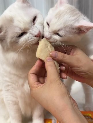 9快9到手14包鱼油鸡胸肉,长肉胖腮还美毛,猫咪很喜欢吃#萌宠好物 #宠物鸡胸肉 #新手养猫 @DOU+小助手