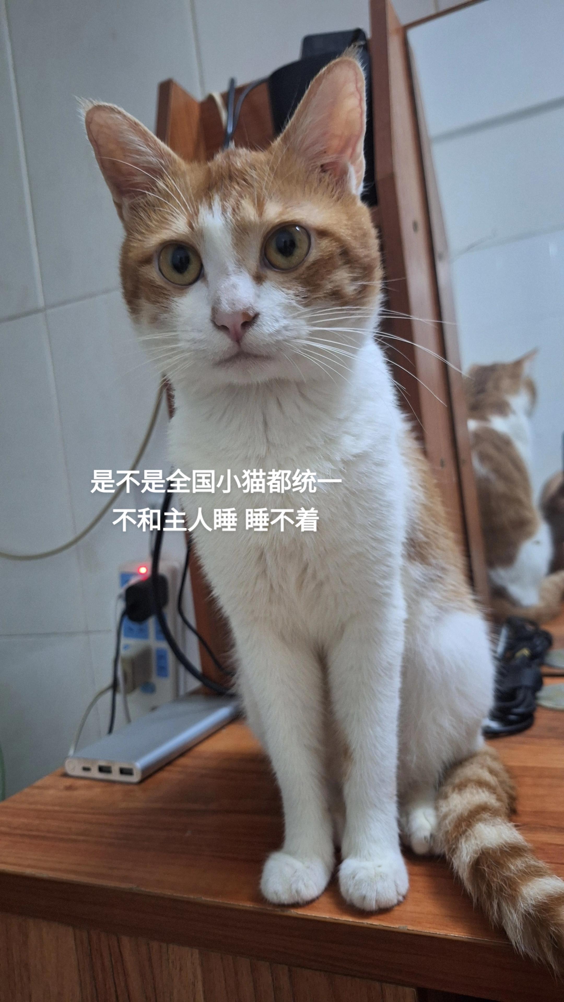 #橘猫 #萌宠出道计划 #猫咪的日常 #日常分享 #家有萌宠