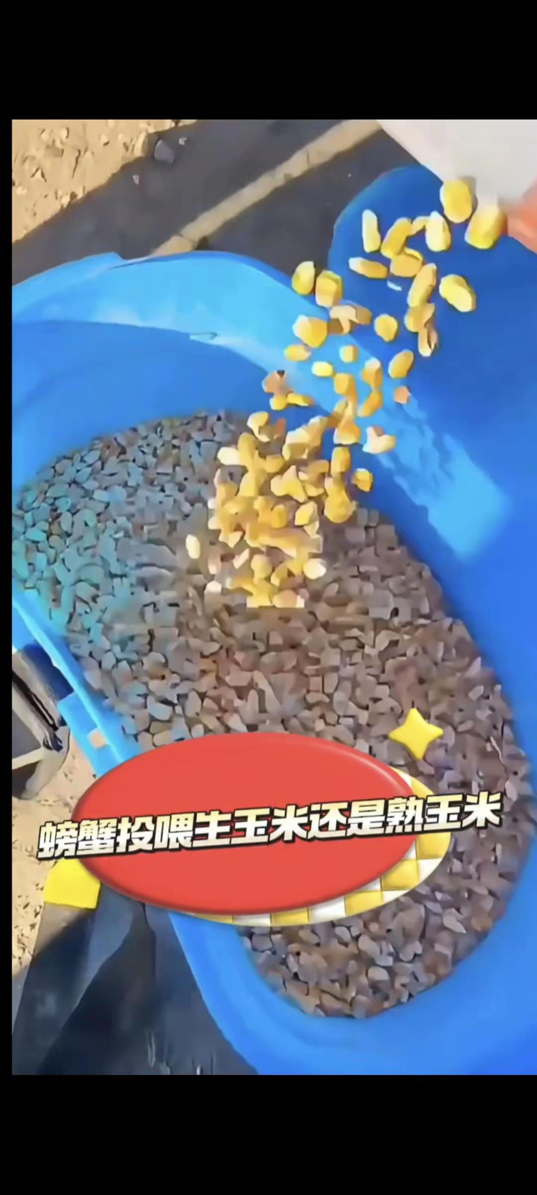 螃蟹投喂生玉米还是熟玉米#水产养殖 #河蟹养殖 #乳酸菌