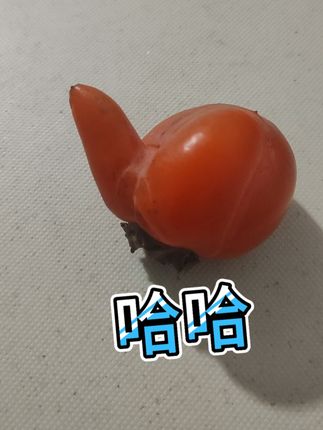 柿子挑软的捏#柿柿如意#柿子熟了 #柿子#农产品原产地
