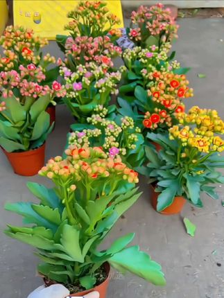 盆栽长寿花苗 #长寿花 #长寿花苗 #盆栽长寿花苗